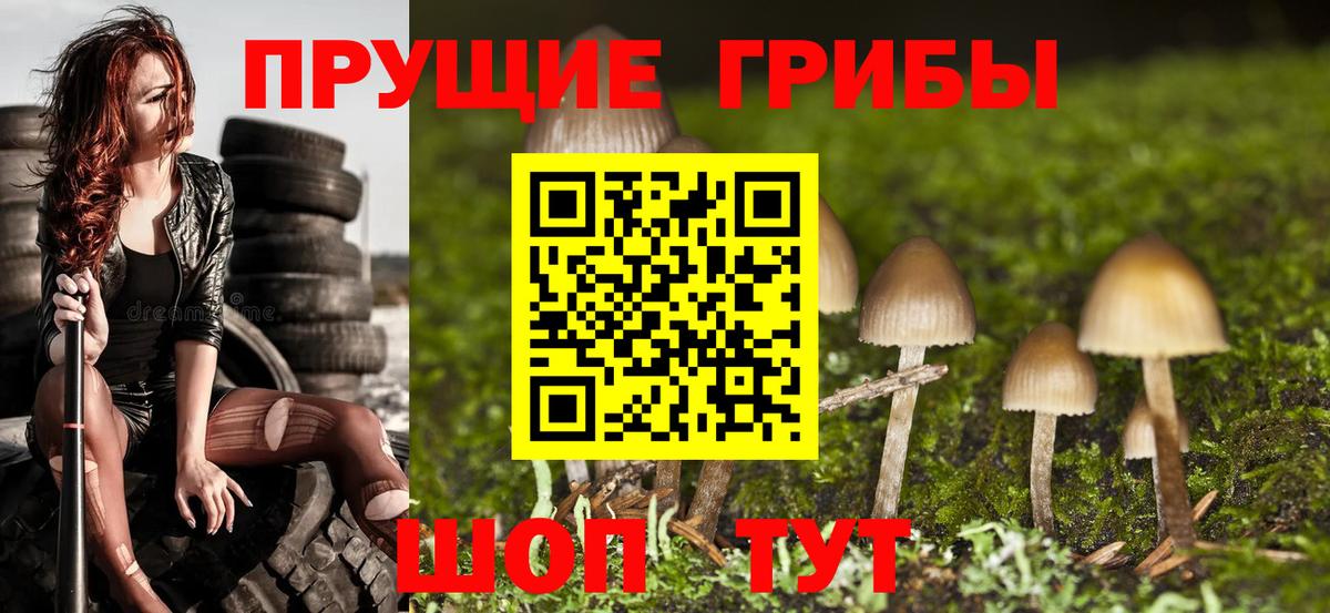 Кизилюрт  Галлюциногенные грибы Psilocybine cubensis  Вход с VPN  Псилоцибиновые грибы Psilocybe 