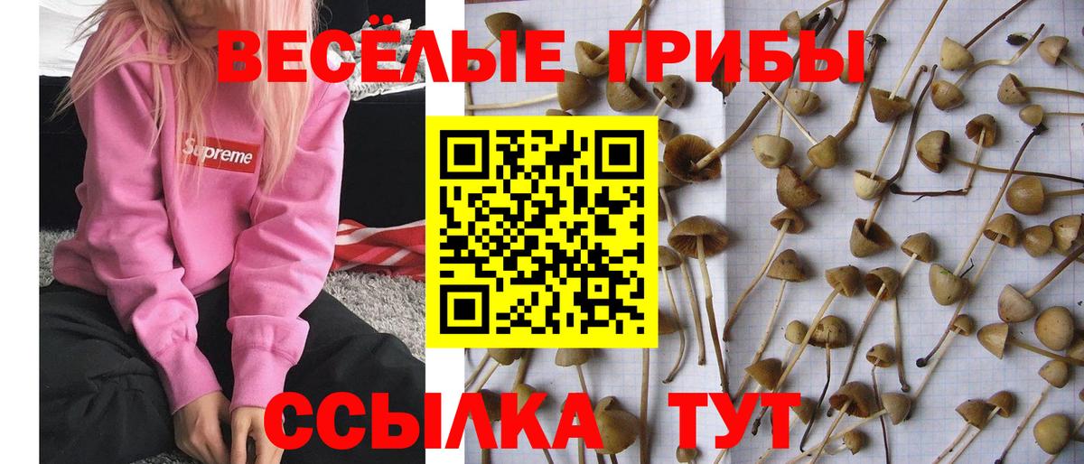 Галлюциногенные грибы MAGIC MUSHROOMS Кизилюрт